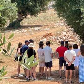 Ostuni: Olive Oil Tasting in Ancient Masseria