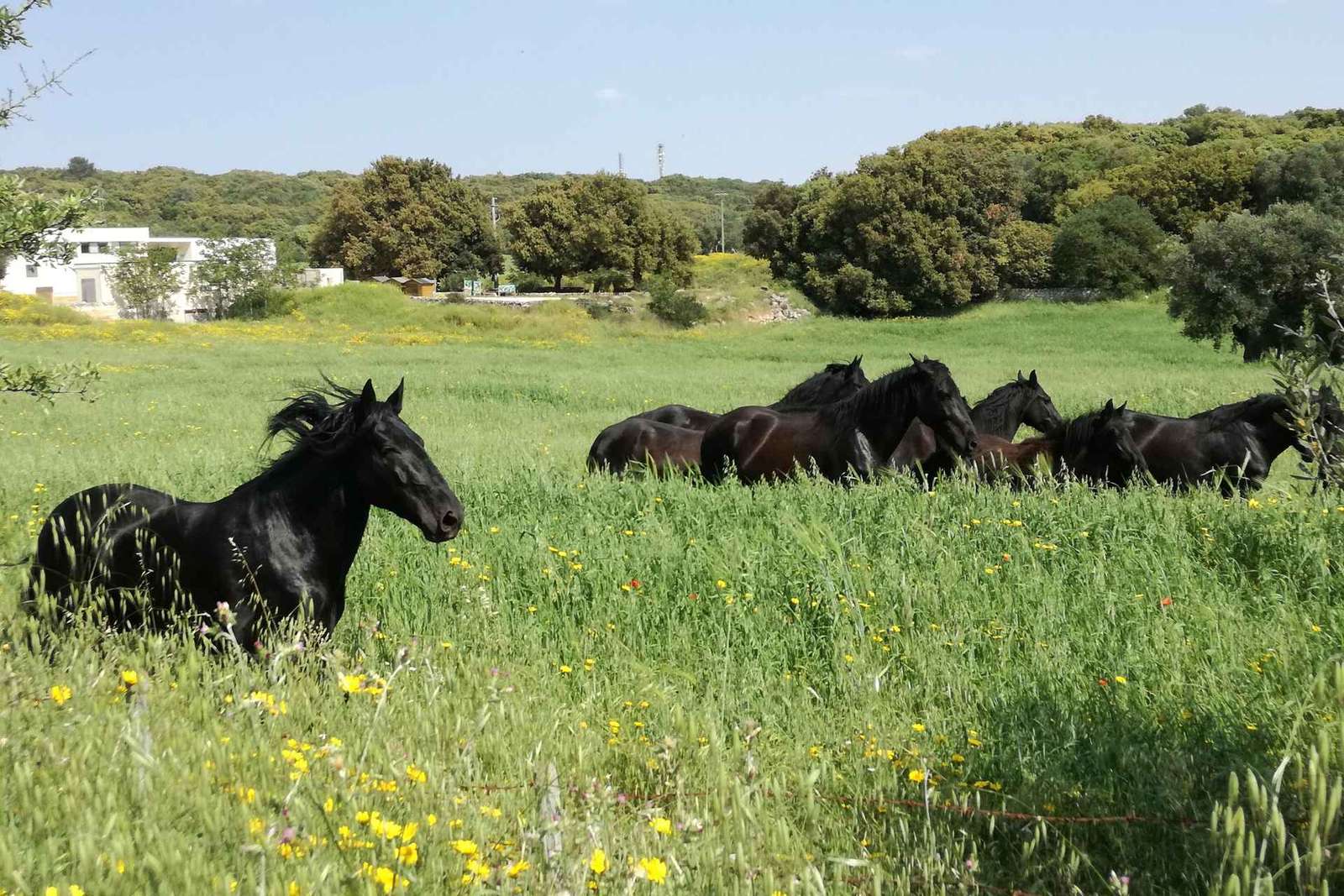 Ostuni : Forest bathing dans le Bosco Ciuchino Birichino