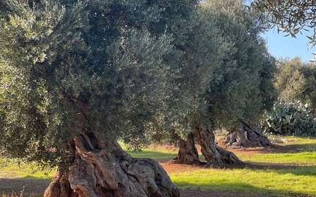 Ostuni: wycieczka po olejarni z degustacją oliwy