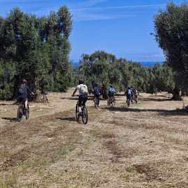Ostuni: Oliveiras centenárias e lagar subterrâneo de bicicleta