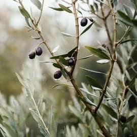 Ostuni: tour de degustação de azeite