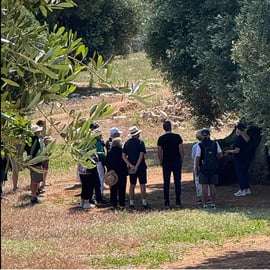 Ostuni: Prohlídka farmy mezi tisíciletými olivovníky s ochutnávkou oleje