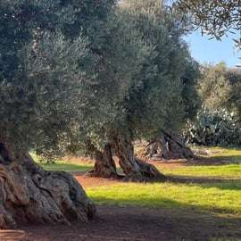Ostuni: Olive Oil Tour with Tasting and Mill Visit