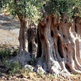 Puglia: Olijfolie Proeverij met Olijfgaard Wandeling