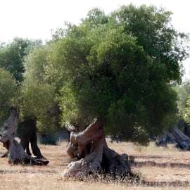 Puglia: Olijfolie Proeverij met Olijfgaard Wandeling