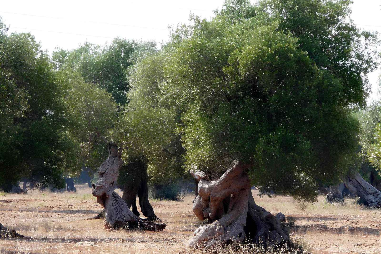 Puglia: Olijfolie Proeverij met Olijfgaard Wandeling