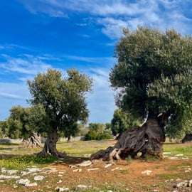 Ostuni: Olive Oil Tasting in Ancient Masseria