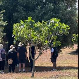 Ostuni: Prohlídka farmy mezi tisíciletými olivovníky s ochutnávkou oleje