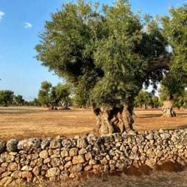 Puglia: Olijfolie Proeverij met Olijfgaard Wandeling