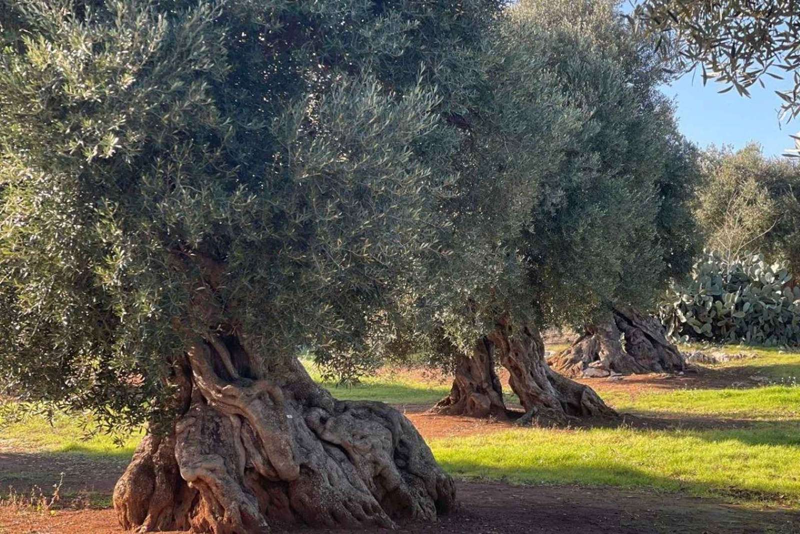 Ostuni: Olive Oil Tour with Tasting and Mill Visit