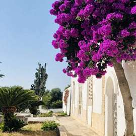 Ostuni: Olive Oil Tour with Tasting and Mill Visit