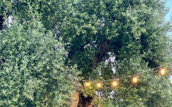 Ostuni: Farm tour among thousand-year-old olive trees with oil tasting