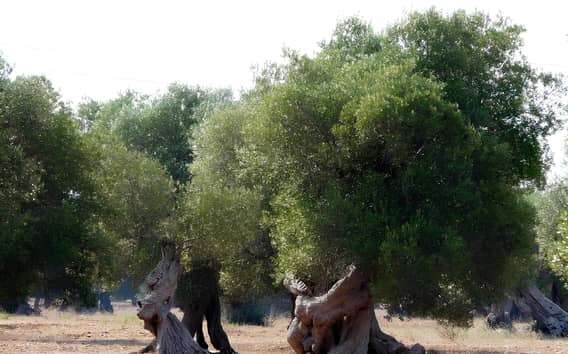 Puglia: Olive Oil Tasting Experience with Olive Grove Walk