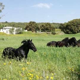 Ostuni : Forest bathing dans le Bosco Ciuchino Birichino