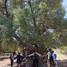Ostuni: Oliveiras centenárias e lagar subterrâneo de bicicleta