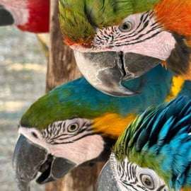 Breakfast with parrots at Masseria Mazzetta with wildlife park