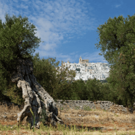 Itria-Tal Van Tour: Schöne Dörfer in Apulien